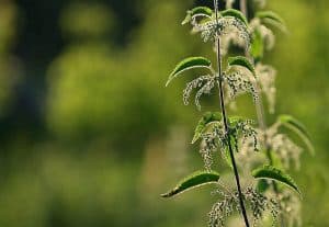 Knokkon nettle